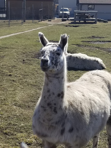 Pet Store «Animal Feeds & Needs», reviews and photos, 401 W Golf Rd, Arlington Heights, IL 60005, USA