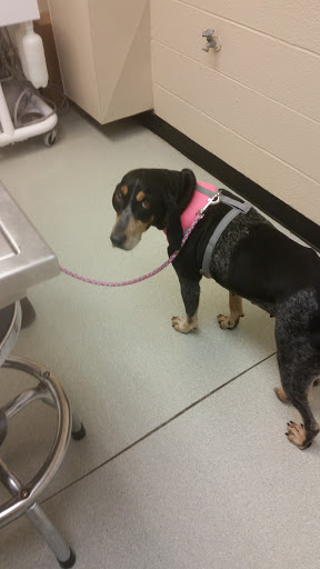 Wallace Animal Hospital image