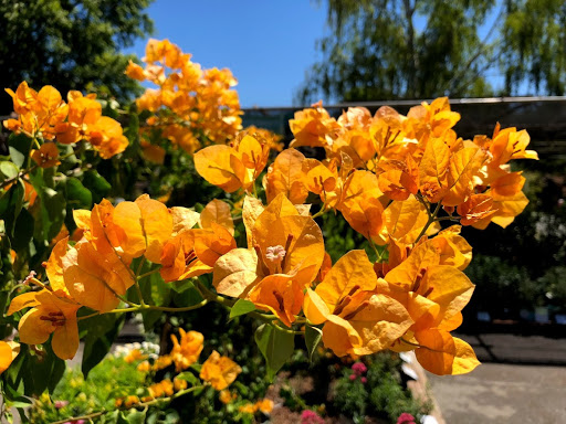 Plant Nursery «Orchard Nursery and Florist», reviews and photos, 4010 Mt Diablo Blvd, Lafayette, CA 94549, USA