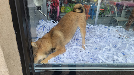 Worldwide Puppies and Kittens