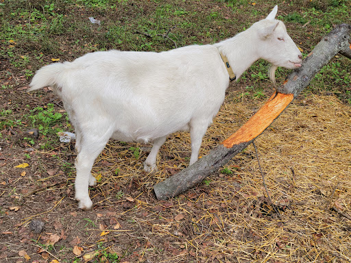 Museum «Queens County Farm Museum», reviews and photos, 73-50 Little Neck Pkwy, Queens, NY 11004, USA