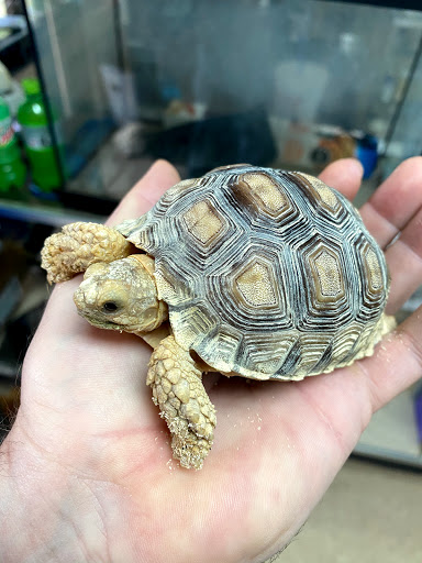 Tropical Fish Store «Fishy Business», reviews and photos, 911 E Church St, Lexington, TN 38351, USA