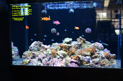 Tropical Fish Store «Life Aquatic», reviews and photos, 9 South Ave, New Canaan, CT 06840, USA