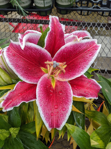 Department Store «Walmart Supercenter», reviews and photos, 2501 Walton Blvd, Warsaw, IN 46582, USA