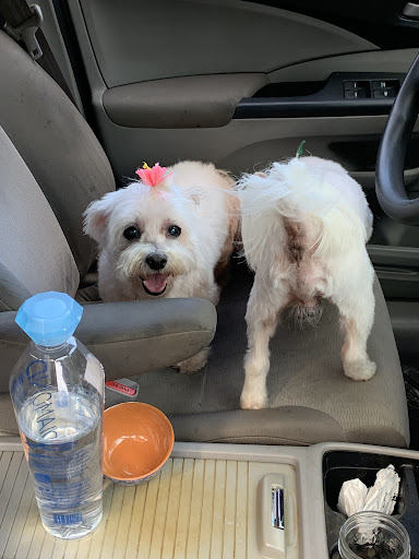 Pet Store «Woof Gang Bakery and Grooming Winter Garden», reviews and photos, 18 E Plant St, Winter Garden, FL 34787, USA