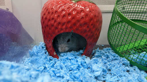 Pet Supply Store «Petco Animal Supplies», reviews and photos, 1465 Woodbury Ave, Portsmouth, NH 03801, USA