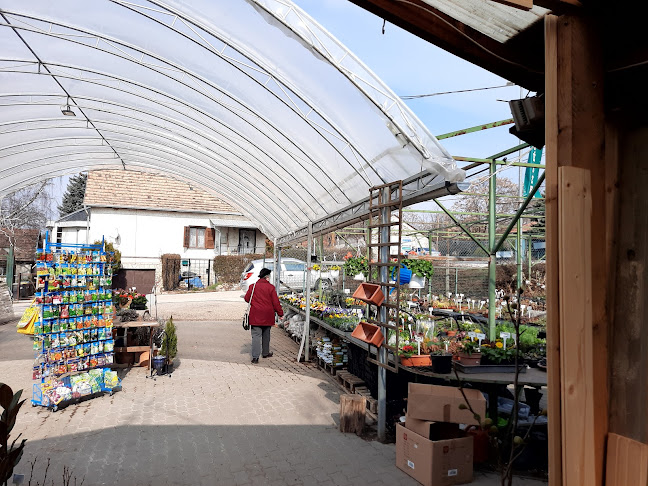 Százszorszép kertészet