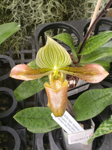 Orchid Grower «Orchid Dynasty», reviews and photos, 959 900 S, Salt Lake City, UT 84105, USA