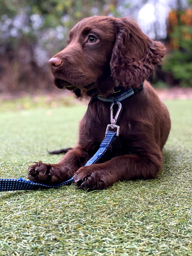 Leeds Dog Training Centre