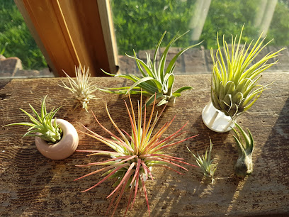 Dave's Air Plant Corner (Appointment-only Pick-up Location)