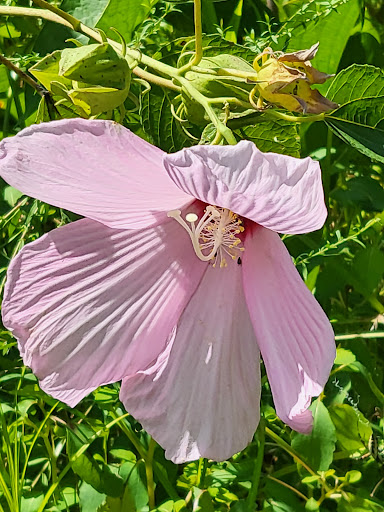 Park «Louise F Cosca Regional Park», reviews and photos, 11000 Thrift Rd, Clinton, MD 20735, USA