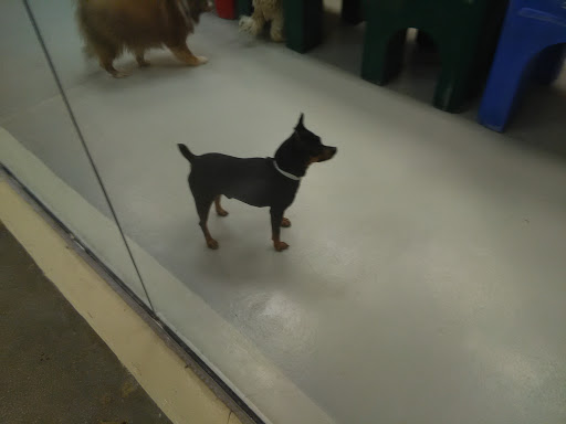 Pet Supply Store «PetSmart», reviews and photos, 9041 Snowden Square Dr, Columbia, MD 21045, USA