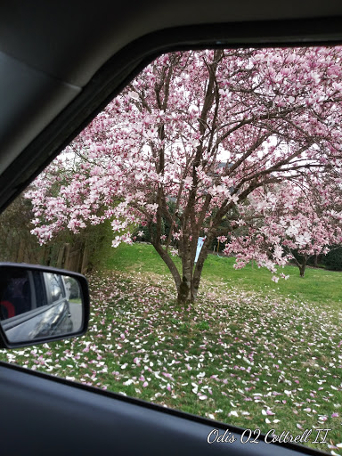 Golf Course «Percy Warner Golf Course», reviews and photos, 1221 Forrest Park Dr, Nashville, TN 37205, USA