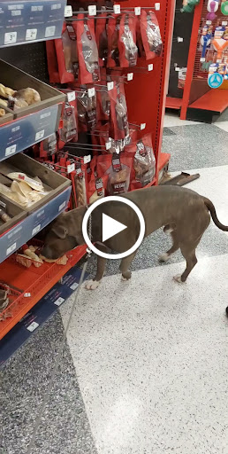 Pet Supply Store «Petco Animal Supplies», reviews and photos, 188 Kitts Ln, Newington, CT 06111, USA