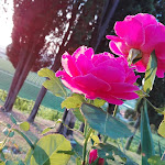 Photo n°1 de l'avis de Mattia.s fait le 15/06/2018 à 22:00 sur le  Trattoria Alla Pineta à Cividale del Friuli