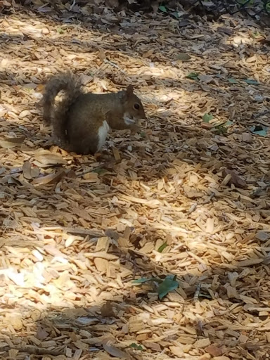 Park «Eastmonte Park», reviews and photos, 830 Magnolia Dr, Altamonte Springs, FL 32701, USA