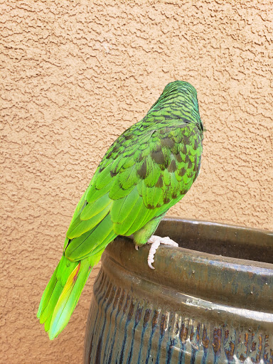 Arizona Parrots