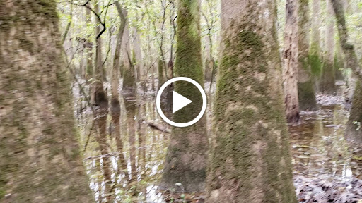 National Park «Congaree National Park», reviews and photos