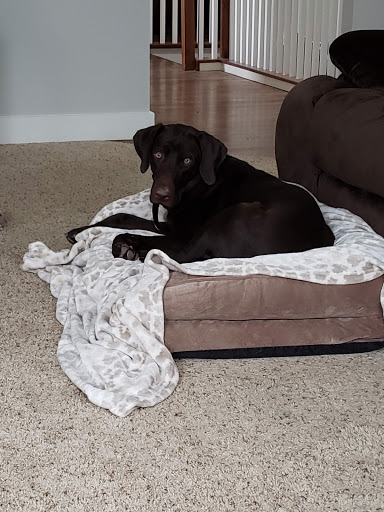 Pet Supply Store «Petco Animal Supplies», reviews and photos, 16434 N Marketplace Blvd, Nampa, ID 83651, USA