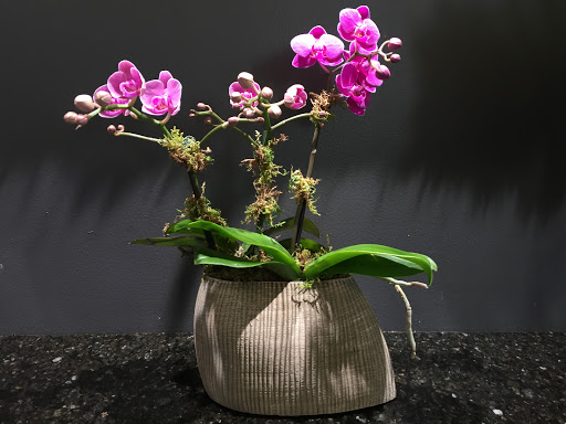 Florist «Red Square Flowers», reviews and photos, 337 W Mifflin St, Madison, WI 53703, USA