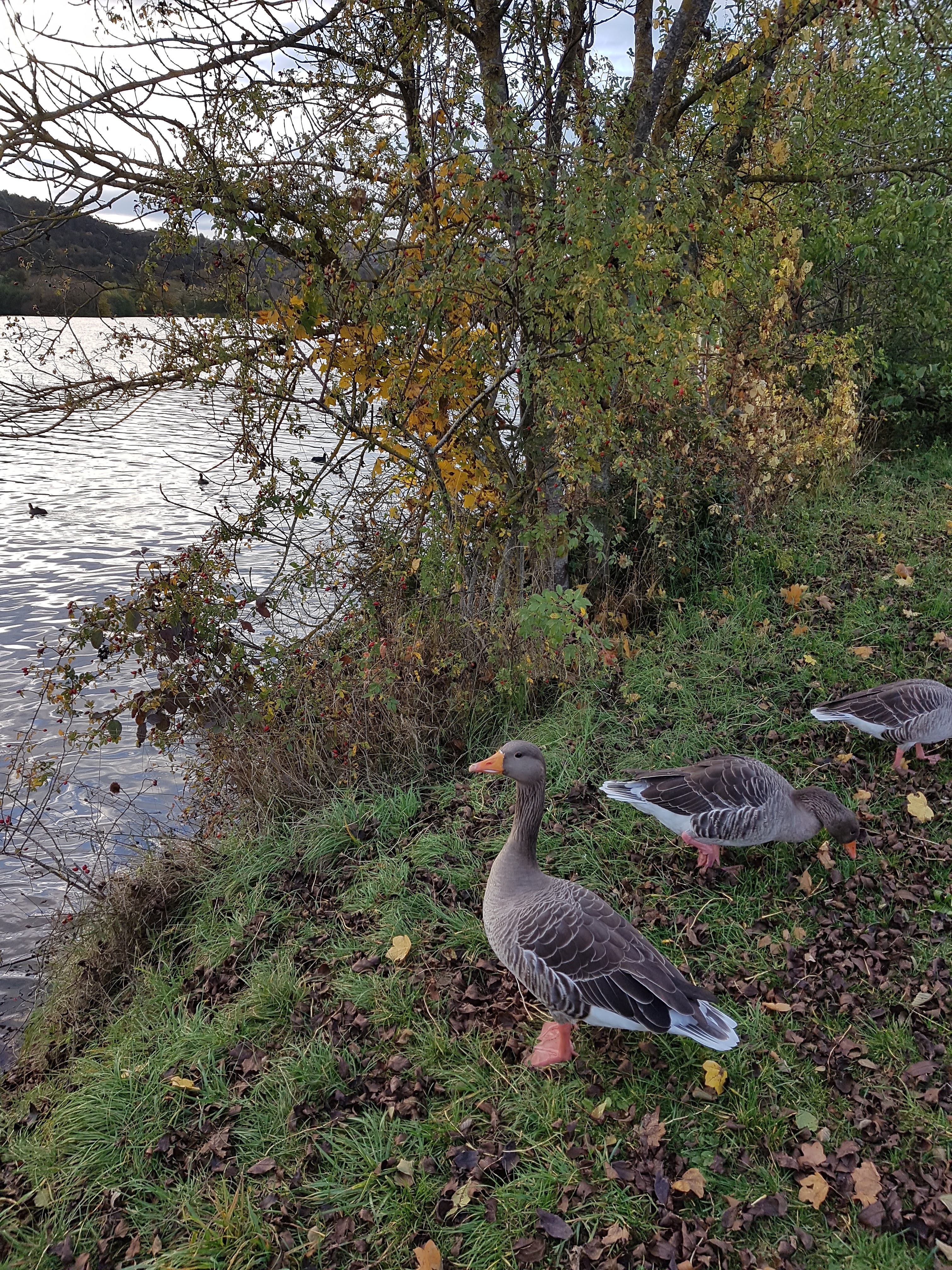 Photo n° 3 de l'avis de Patrick.o fait le 31/10/2021 à 21:18