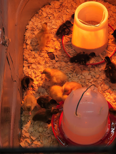 Home Improvement Store «Tractor Supply Co.», reviews and photos, 701 Rte 524, Allentown, NJ 08501, USA