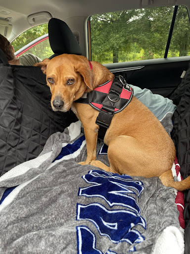 D.A.R.E Animal Rescue