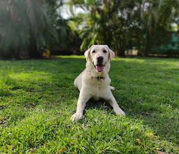 Puerto Vallarta Dog Park photo