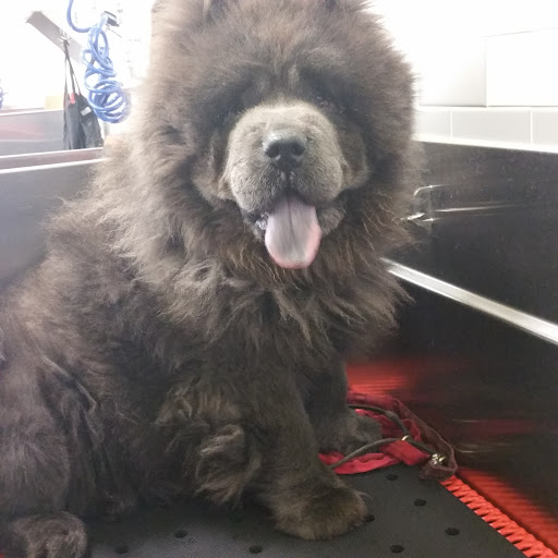 Pet Supply Store «Unleashed by Petco», reviews and photos, 8412 Georgia Ave, Silver Spring, MD 20910, USA