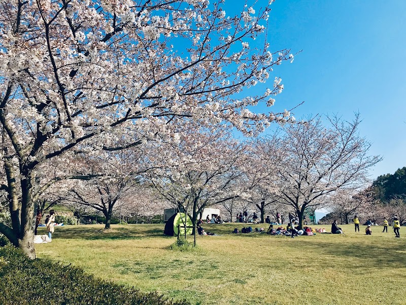 Matsuyama City Park Cherry Blossom spot