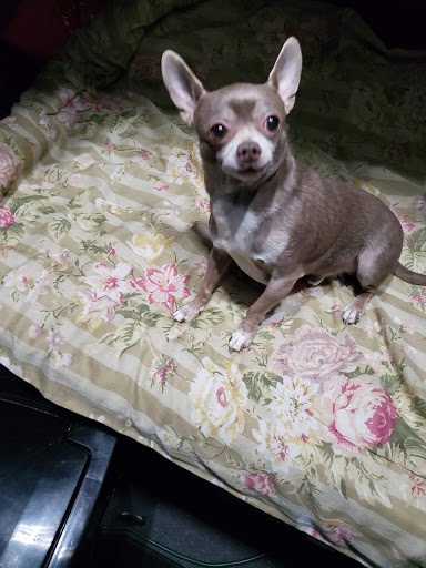 Pet Supply Store «PetSmart», reviews and photos, 4230 Pueblo Fwy, Pueblo, CO 81008, USA