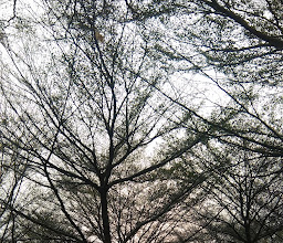 Dr Oduduwa Herbal Center photo