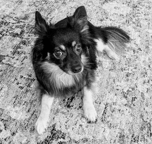 Pet Supply Store «Phydeaux», reviews and photos, 6464 Tryon Rd, Cary, NC 27518, USA