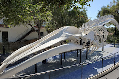 Santa Barbara Museum of Natural History