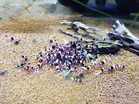 Shrimp Boutique - Photo 3 - Car repair in Omaha, NE, Omaha