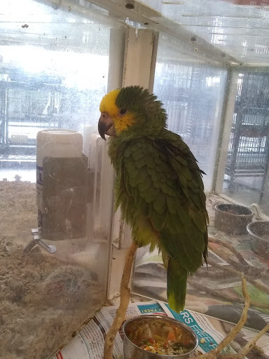 Pet Store «A Family Pet Center», reviews and photos, 6230 N Lockwood Ridge Rd, Sarasota, FL 34243, USA