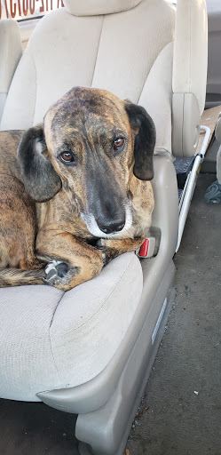 Pet Supply Store «Petco Animal Supplies», reviews and photos, 1100 Middle Country Rd, Selden, NY 11784, USA