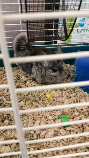 Pet Supply Store «Petco Animal Supplies», reviews and photos, 26501 Bouquet Canyon Rd, Saugus, CA 91350, USA