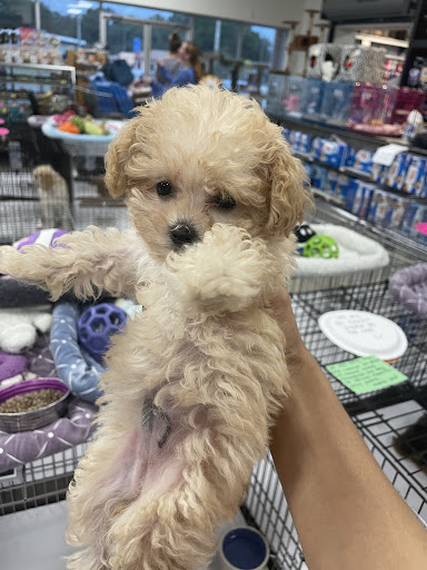 Pet Store «Pet World - Auburndale», reviews and photos, 3637 Havendale Blvd, Auburndale, FL 33823, USA