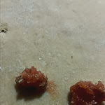 Photo n°7 de l'avis de Beatrice.a fait le 27/12/2021 à 11:33 sur le  Salotto - Mescolanze e Specialità à Gioia del Colle