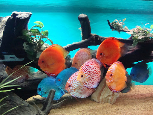 Tropical Fish Store «Caribbean Pets», reviews and photos, 298 Central Ave, Jersey City, NJ 07307, USA