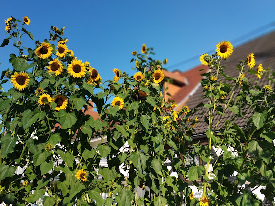 Photo Ferienwohnung Ferienwohnung Maiwald 66909 Krottelbach