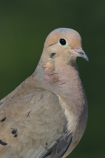  «Ocean City Welcome Center», reviews and photos, 300 W 9th St, Ocean City, NJ 08226, USA