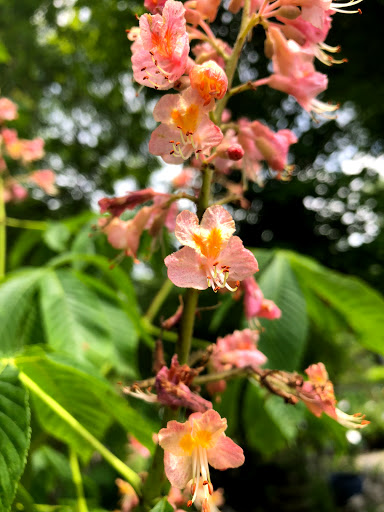 Garden Center «Stonewall Garden Center», reviews and photos, 4675 PA-447, Canadensis, PA 18325, USA