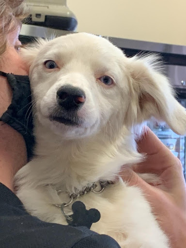 Pet Store «Choice Pet Market», reviews and photos, 20028 N 67th Ave, Glendale, AZ 85308, USA