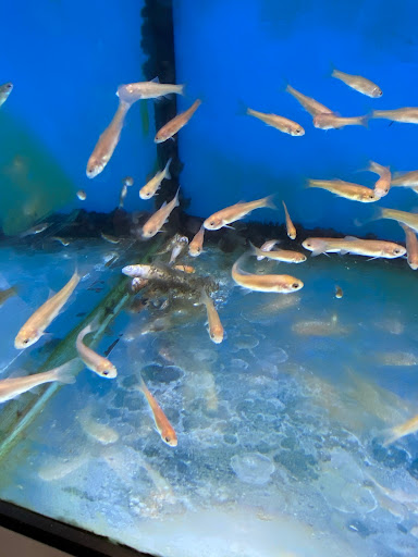 Pet Supply Store «Pet Supplies Plus», reviews and photos, 646 Long Hill Rd, Groton, CT 06340, USA