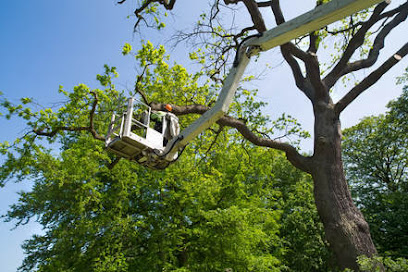 New Milford Tree Service