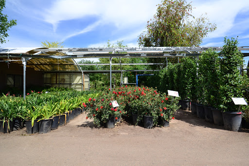 Wholesale plant nursery Scottsdale