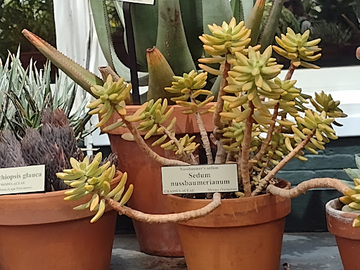 Gift Shop «NYBG Shop», reviews and photos, 2900 Southern Blvd, Bronx, NY 10458, USA