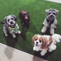 Scent-a-Barks - Doggy Day Care Centre